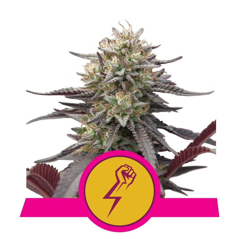 Green Crack Punch de Royal Queen Seeds - Descubre la potente combinación de Green Crack y Purple Punch. Disfruta de los sabores únicos y los efectos de Green Crack Punch.