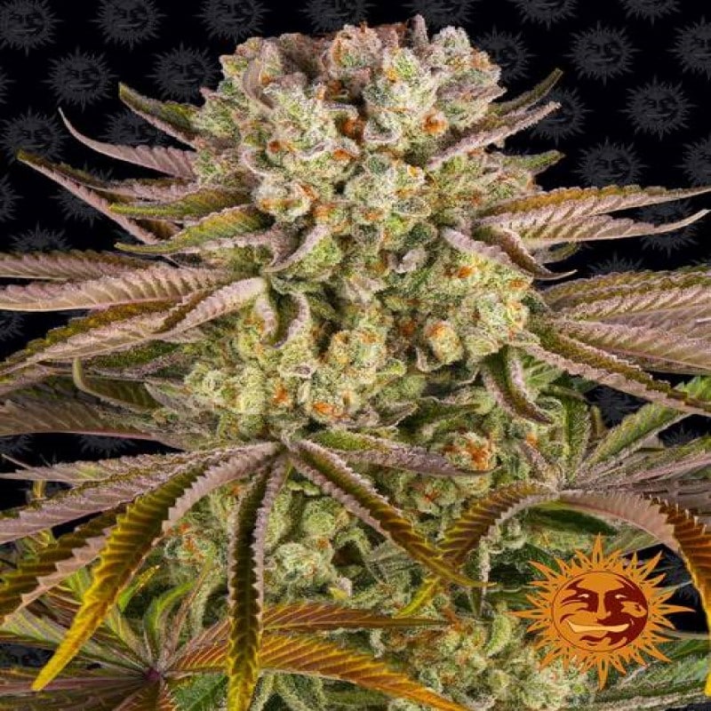 Pineapple Express de Barney's Farm: Experimenta los sabores tropicales y los efectos agradables de esta conocida variedad de cannabis.