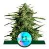 Variedad de cannabis Titan F1 de Royal Queen Seeds: una experiencia potente y de alta calidad para los amantes de la marihuana.