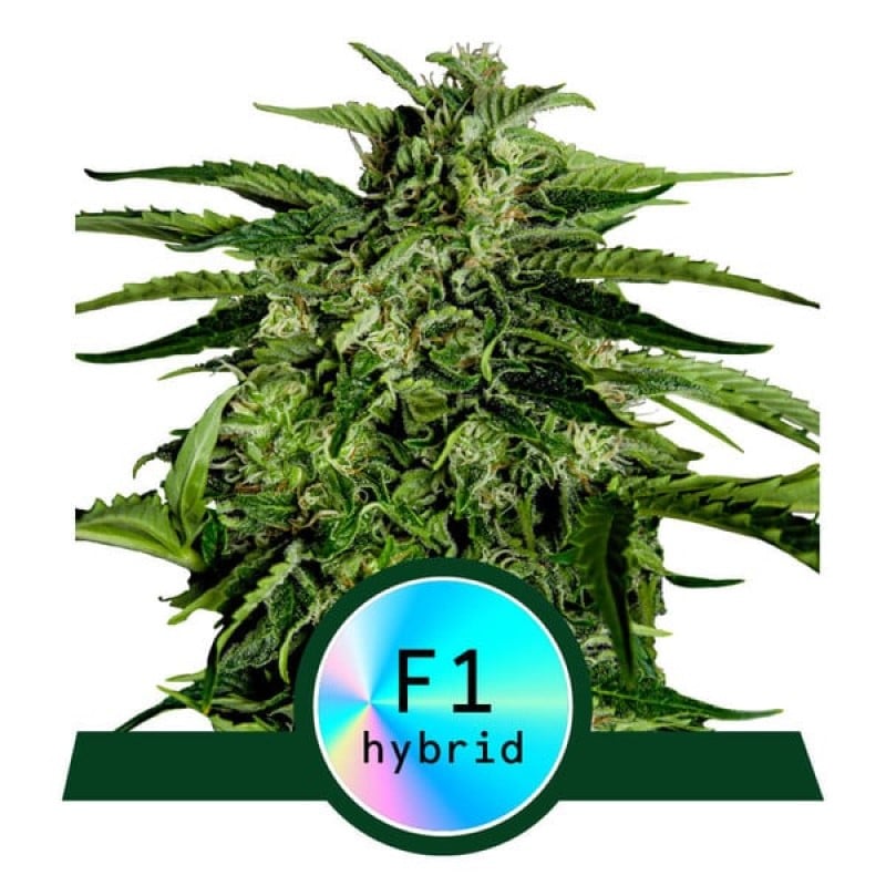 Semillas de cannabis Apollo F1 - Semillas de cannabis de alta calidad de la variedad Apollo F1. Estas semillas son conocidas por su fuerte crecimiento y potencia, resultando en plantas de cannabis robustas y ricas en resina. Perfectas para cultivadores que buscan una experiencia de cannabis excepcional.