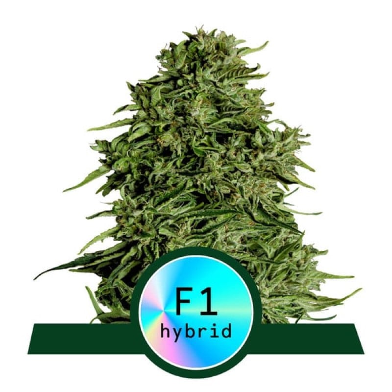 Cosmos F1 de Royal Queen Seeds - Descubre la encantadora variedad de cannabis Cosmos F1 con propiedades y aromas únicos. Cultiva tu experiencia cósmica.