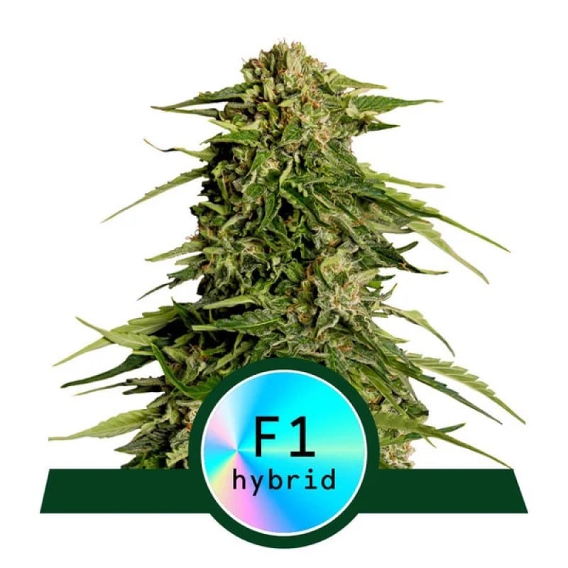 Epsilon F1 de Royal Queen Seeds - Descubre las extraordinarias características de la variedad de cannabis Epsilon F1. Cultiva con confianza y calidad.