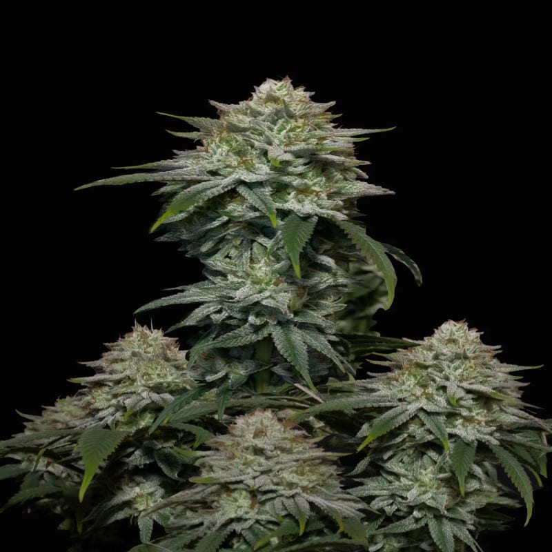 Gorilla Cookies de Fast Buds - Descubre la potencia y el sabor de la variedad de cannabis Gorilla Cookies. Experimenta los potentes efectos y las características únicas de Gorilla Cookies.