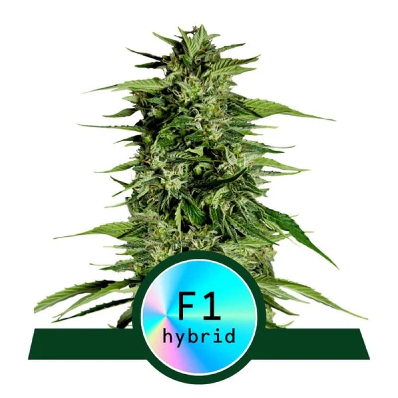 Hyperion F1 de Royal Queen Seeds - Descubre la potencia y la calidad de la variedad de cannabis Hyperion F1, una nueva favorita para cultivadores serios y entusiastas.