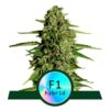 Medusa F1 de Royal Queen Seeds: Descubre el poder encantador de las semillas de cannabis Medusa F1. Esta variedad única es conocida por su abundante producción de resina y su intrigante aroma. Disfruta de una experiencia equilibrada con relajación y creatividad aumentada.