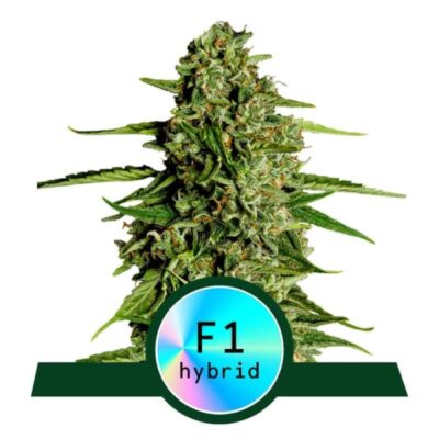 Medusa F1 de Royal Queen Seeds: Descubre el poder encantador de las semillas de cannabis Medusa F1. Esta variedad única es conocida por su abundante producción de resina y su intrigante aroma. Disfruta de una experiencia equilibrada con relajación y creatividad aumentada.