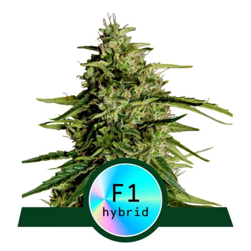 Milky Way F1 de Royal Queen Seeds: Descubre el mundo mágico del cannabis Milky Way. Una combinación única de sabor y potencia para una experiencia extraordinaria.